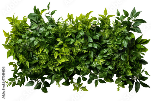 Green Plant Grows on Wall. On a White or Clear Surface PNG Transparent Background.