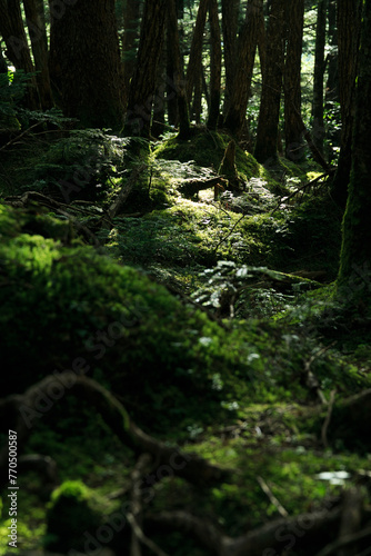 長野県　白駒の池・苔の森 © nukopic