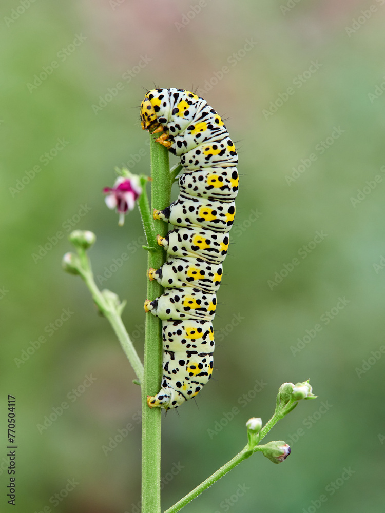 Very pretty hairless caterpillar with white, black and yellow colors. It perches on a plant stem in a natural environment. It is a caterpillar of a moth. Genus Cucullia. Noctuidae family.