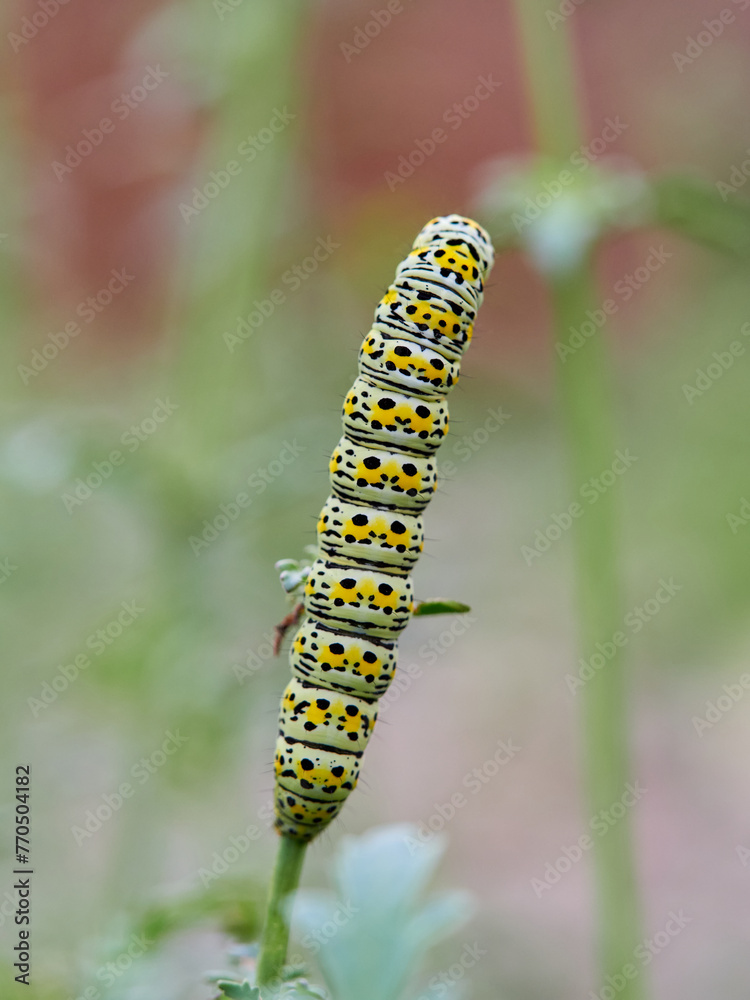 Very pretty hairless caterpillar with white, black and yellow colors. It perches on a plant stem in a natural environment. It is a caterpillar of a moth. Genus Cucullia. Noctuidae family. Very pretty hairless caterpillar with white, black and yellow colors. It perches on a plant stem in a natural environment. It is a caterpillar of a moth. Genus Cucullia. Noctuidae family.