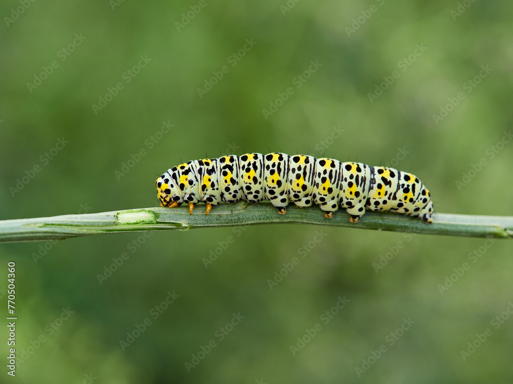 Very pretty hairless caterpillar with white, black and yellow colors. It perches on a plant stem in a natural environment. It is a caterpillar of a moth. Genus Cucullia. Noctuidae family.