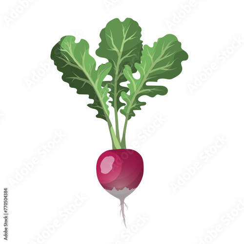 Farm fresh radish vegetable. Realistic vector illustration.  Cartoon food art