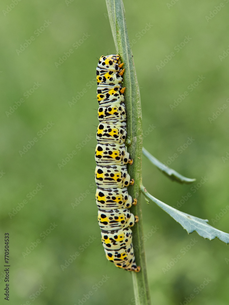 Very pretty hairless caterpillar with white, black and yellow colors. It perches on a plant stem in a natural environment. It is a caterpillar of a moth. Genus Cucullia. Noctuidae family.