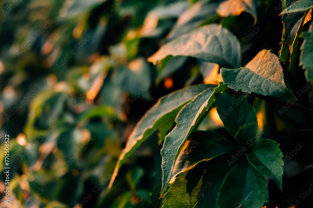 Green hedge of leaves of wild grapes. Dense hedgerow. Natural texture. Plant background. Beautiful nature wallpaper. Garden decoration. A wall overgrown with ivy. High quality photo Green hedge of leaves of wild grapes. Dense hedgerow. Natural texture. Plant background. Beautiful nature wallpaper. Garden decoration. A wall overgrown with ivy. High quality photo