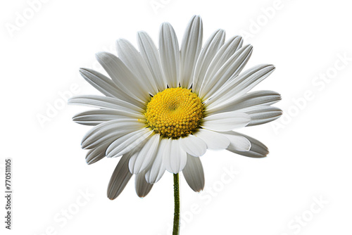 White Daisy With Yellow Center on White Background. On a White or Clear Surface PNG Transparent Background.