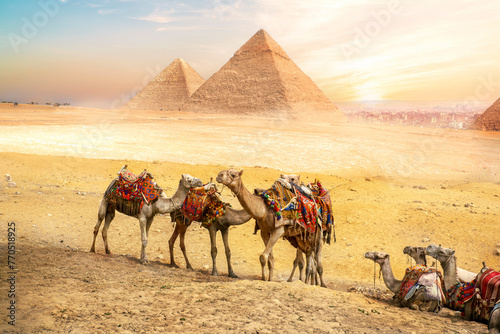 
Pyramids of Giza in the background, camels, sunset in Egypt