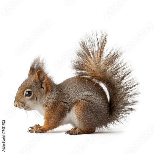 Eurasian red squirrel, isolated on transparent background.