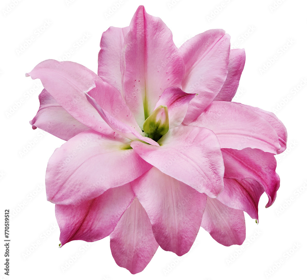 Lily flower on isolated background with clipping path. Closeup. For design. Transparent background. Nature. Lily flower on isolated background with clipping path. Closeup. For design. Transparent background. Nature.
