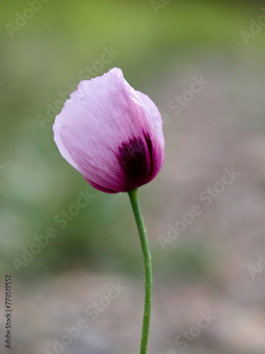 Opium poppy flower. Papaver somniferum © Macronatura.es
