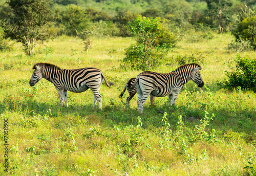 zebra wild animals iin kruger national park photo