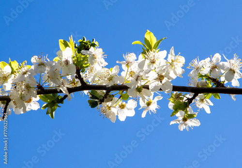 A branch with flowers of Prunus domestica (mirabelle) in sunlight