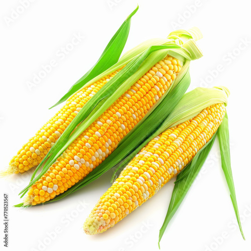 corn, food, vegetable, cob, maize, yellow, fresh, isolated, crop, agriculture, grain, green, plant, sweet, leaf, white, healthy, raw, organic, husk, sweetcorn, ripe, popcorn, corncob, harvest