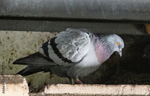 Rock pigeon perched under bus seat on concrete