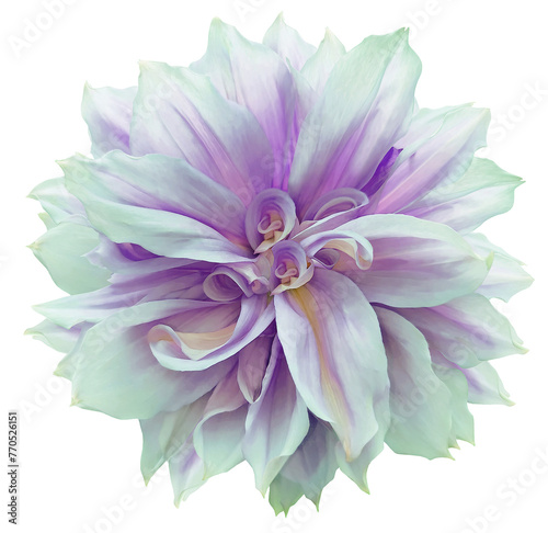 Dahlia. Flower on  isolated background with clipping path.  For design.  Closeup. Transparent background.  Nature.