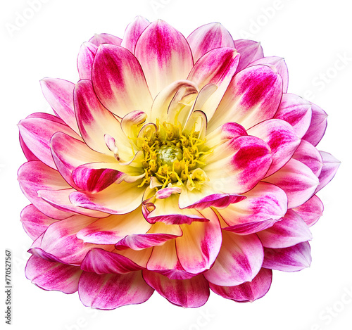 Flower dahlia. Flower on isolated background with clipping path.  For design.  Closeup.  Nature.