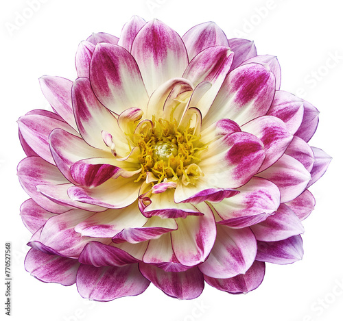 Flower dahlia. Flower on  isolated background with clipping path.  For design.  Closeup.  Transparent background. Nature.