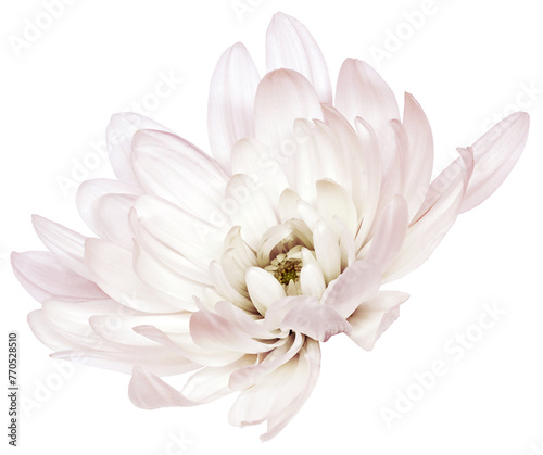 White  Chrysanthemum flower  on isolated background Closeup.. Transparent background.  Nature.