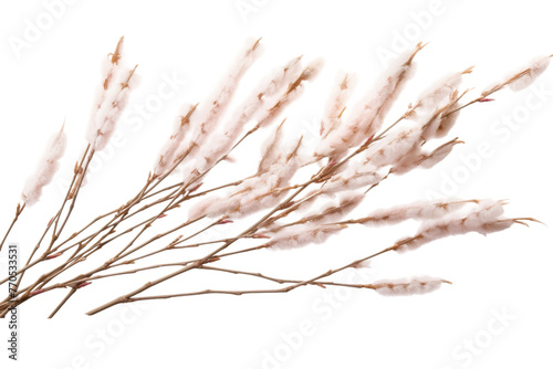 A Close Up of Colorful Flowers on a White Background. On a White or Clear Surface PNG Transparent Background.