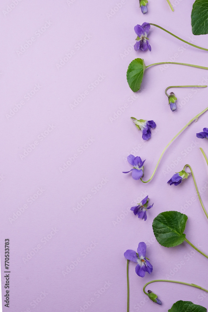 Set of viola odorata flowers. Flower and leaf on white background. Top view, flat lay. Space for text. Set of viola odorata flowers. Flower and leaf on white background. Top view, flat lay. Space for text.