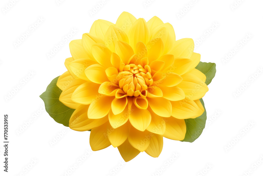 Yellow Flower With Green Leaves on White Background. On a White or Clear Surface PNG Transparent Background. Yellow Flower With Green Leaves on White Background. On a White or Clear Surface PNG Transparent Background.