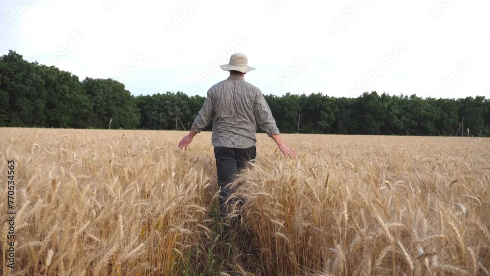 Rear view of male farmer going through the barley field and touching with hands golden ears of crop. Young agronomist walking among wheat meadow and stroking ripe spikelets. Agriculture concept Rear view of male farmer going through the barley field and touching with hands golden ears of crop. Young agronomist walking among wheat meadow and stroking ripe spikelets. Agriculture concept