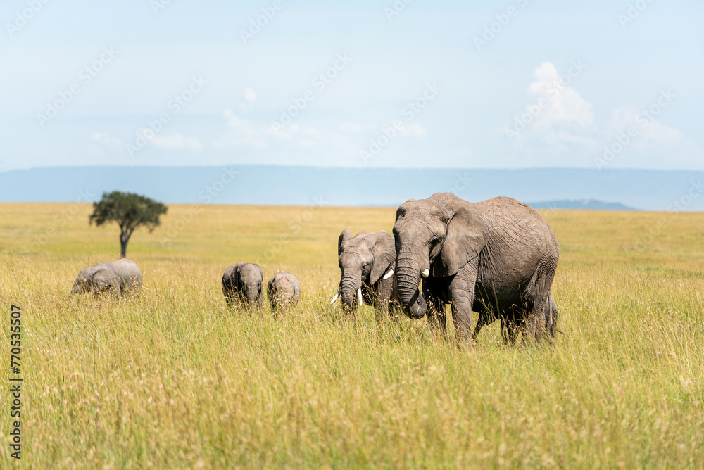 Elephants one of the big five in kenya savanna Elephants one of the big five in kenya savanna
