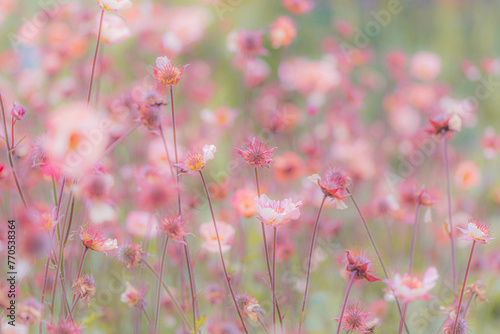 ピンクの花 © Asumi　Sakurai