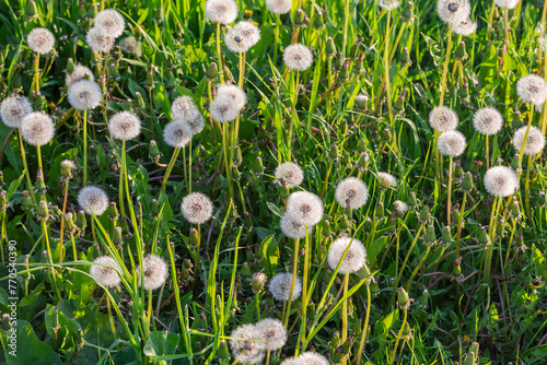 Meadow overgrown with dandelions with downy seed heads at sunset