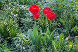 Bushes of  blooming tulips with red flowers in overcast day