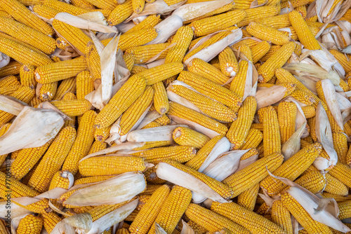 Corn cobs stacked. Hundreds of ears of corn ready for processing