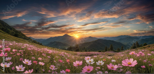 A natural and serene scenery of a colorful flower meadow in full bloom. A fresh image flower field filled with pink and white cosmos blooms  mountain in background on a sunset with amazing sky