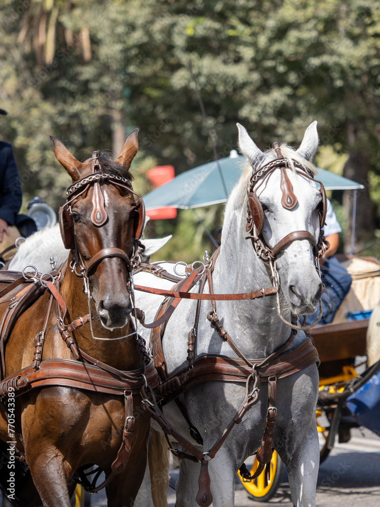 Horses with saddlery details for carriage horses at the Málaga Fair Horses with saddlery details for carriage horses at the Málaga Fair