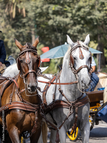 Horses with saddlery details for carriage horses at the Málaga Fair © marcelinopozo