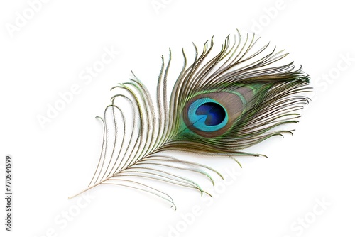peacock feather isolated on white background