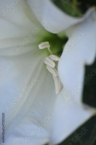 White datura flower.