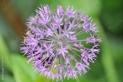 Decorative garlic flower.