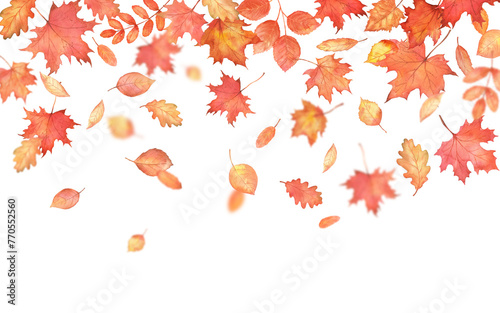 Autumn falling leaves on transparent background. Autumnal foliage fall and orange maple leaves flying in wind motion blur.