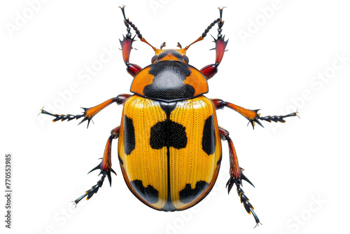 Close up of beetle or bug Insect isolated on transparent png background, entomology collection, anatomy of insect concept. © TANATPON