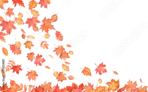 Watercolor corner decoration. Autumn falling leaves on transparent background. Autumnal foliage fall and orange maple leaves flying in wind motion blur.