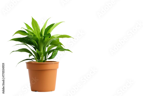 Watering Plant Pot On Transparent Background.