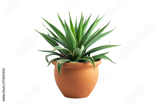 Spineless Yucca Plant in a Pot Isolated on Transparent Background