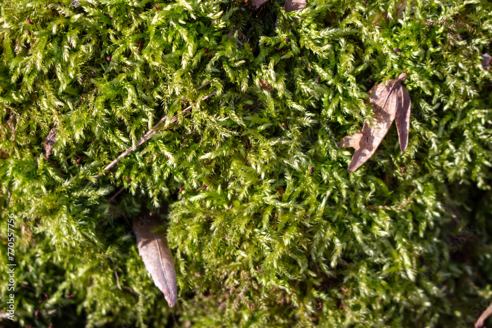 Obraz premium moss on wood,moss on tree trunk