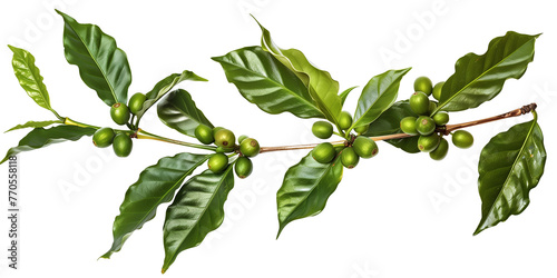 Fototapeta Naklejka Na Ścianę i Meble -  Coffee tree branch with green leaves and unripe coffee fruits or coffee cherries, isolated on transparent background