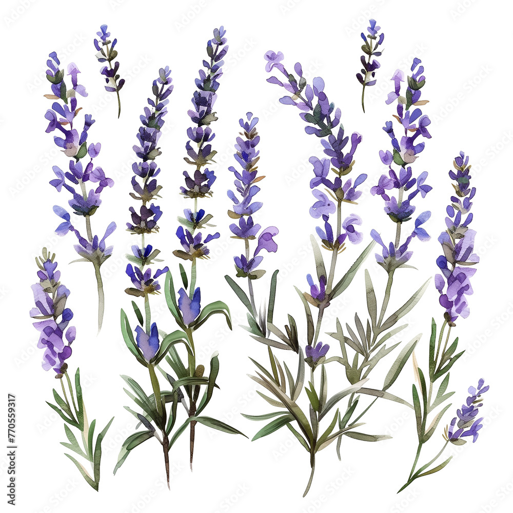 Fototapeta premium A set of watercolor lavender sprigs, delicately painted, isolated on transparent background