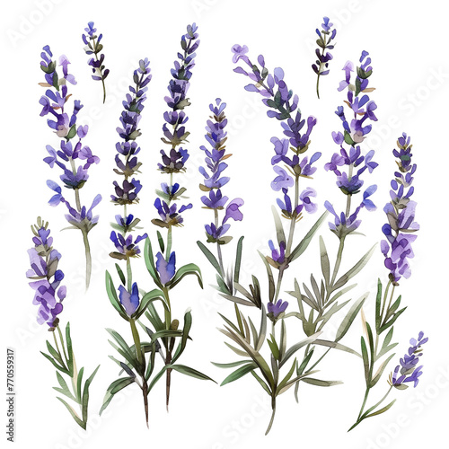 A set of watercolor lavender sprigs  delicately painted  isolated on transparent background