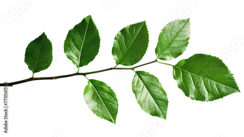 Rose leaf isolated, Set Cutout twig with green leaves,Nature element for banner or card decoration