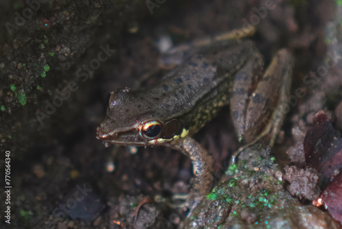 European brown frog (Rana temporaria) on a mossy rock
