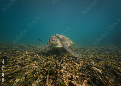 Animal wide life a green turtle  chelonia mydas  resting on bleached corals on Koh Tao  Thailand is animal underwater wide life concept.