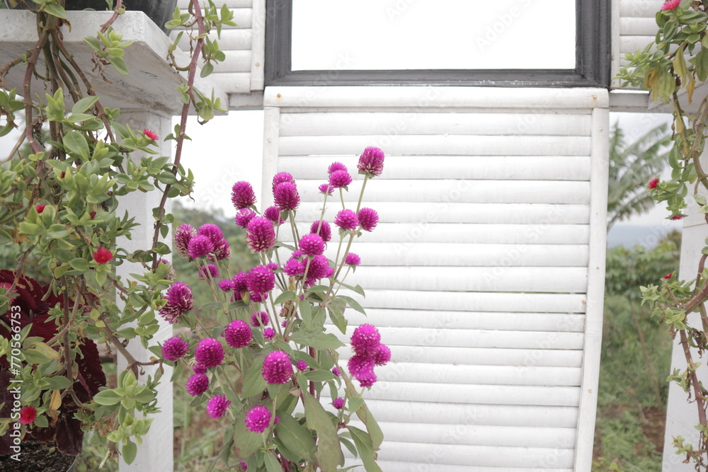 Globe amaranth Gomphrena globosa Flowers Closeup. Flowerbed with globe amaranth Gomphrena globosa Globe amaranth Gomphrena globosa Flowers Closeup. Flowerbed with globe amaranth Gomphrena globosa