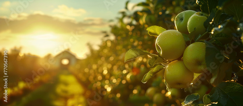 close up of a green apple bunch inh an orchard with barn and sunset in background photo